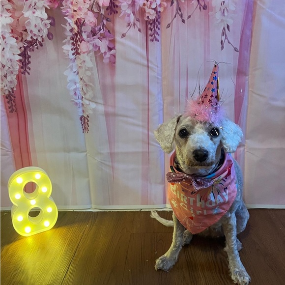 Meet Molly❤️ - Picture 16 of 16